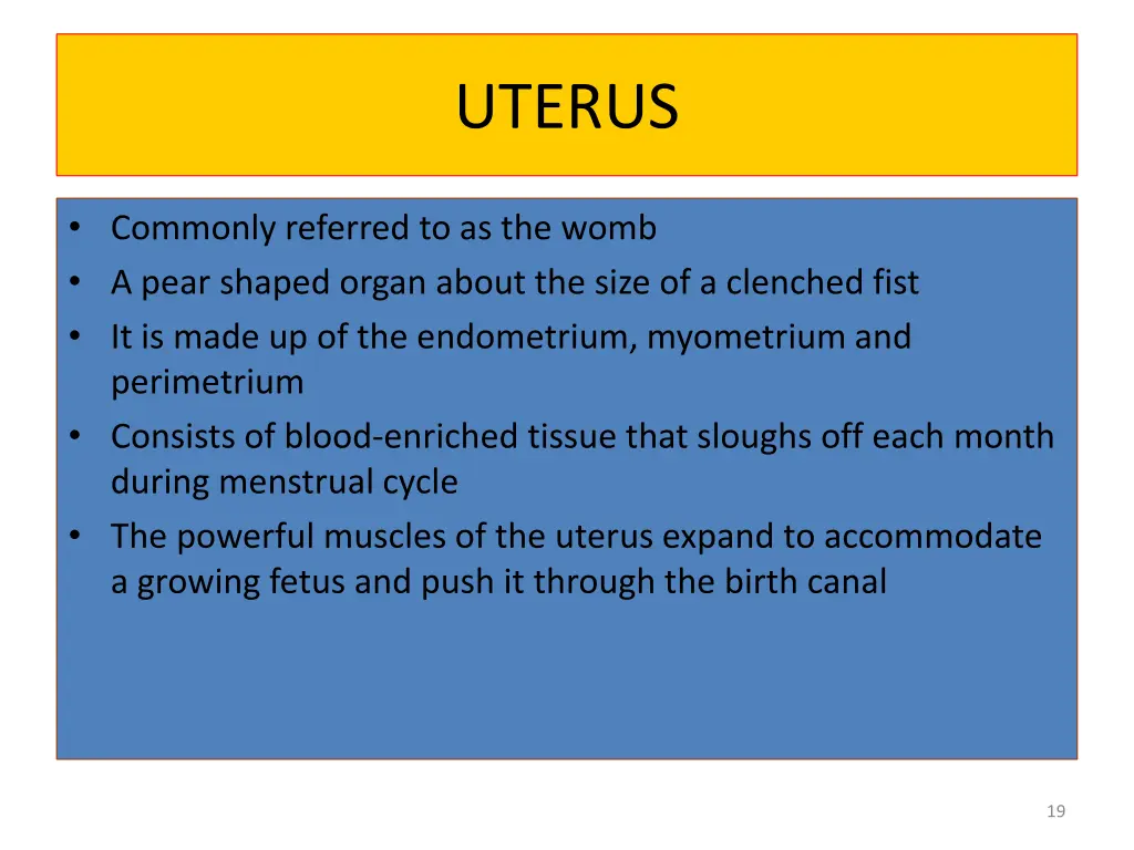uterus