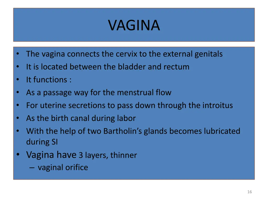 vagina