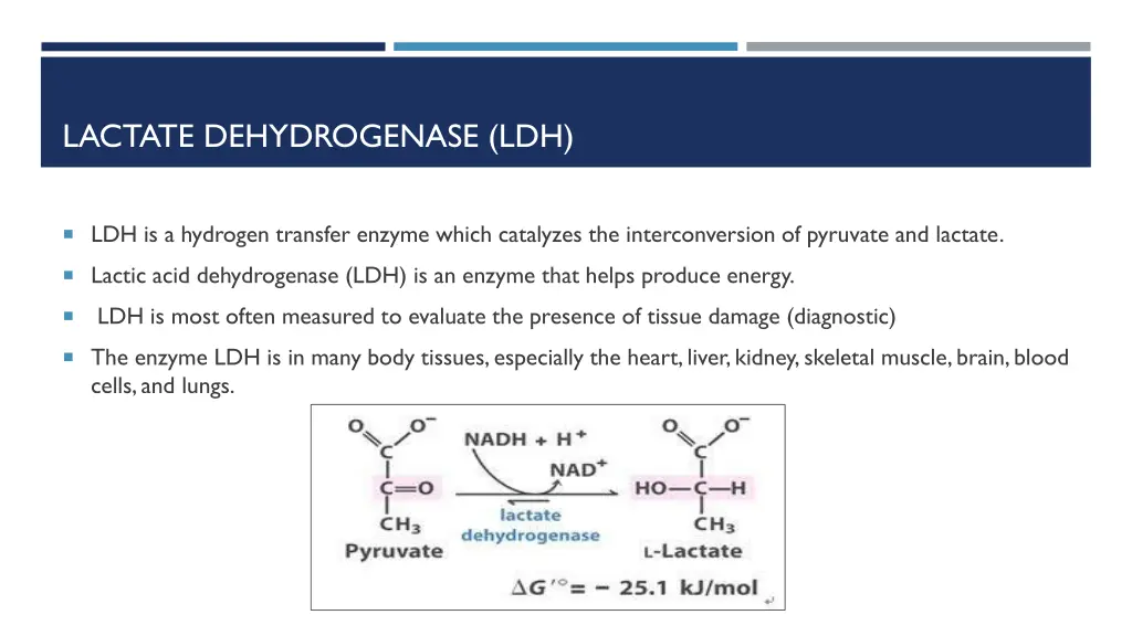 lactate dehydrogenase ldh