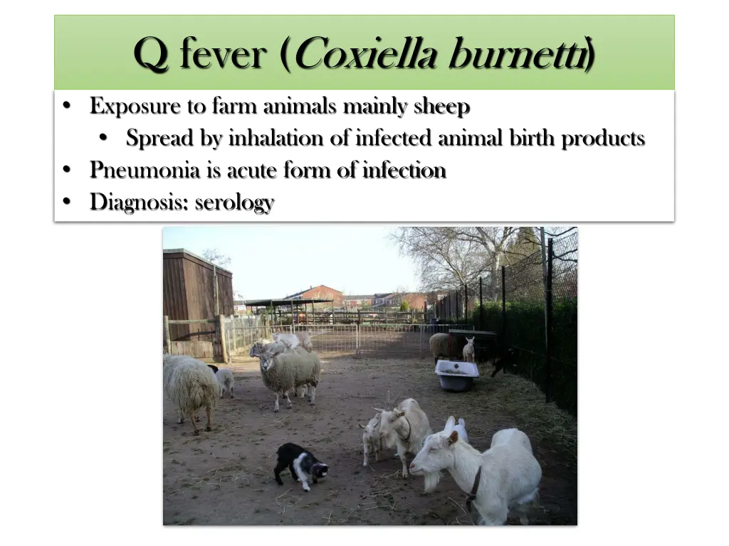 q fever coxiella burnetti