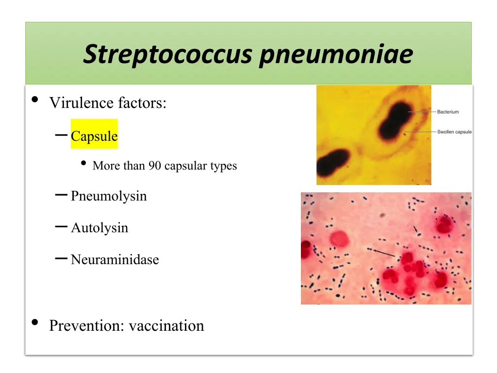 streptococcus pneumoniae 1