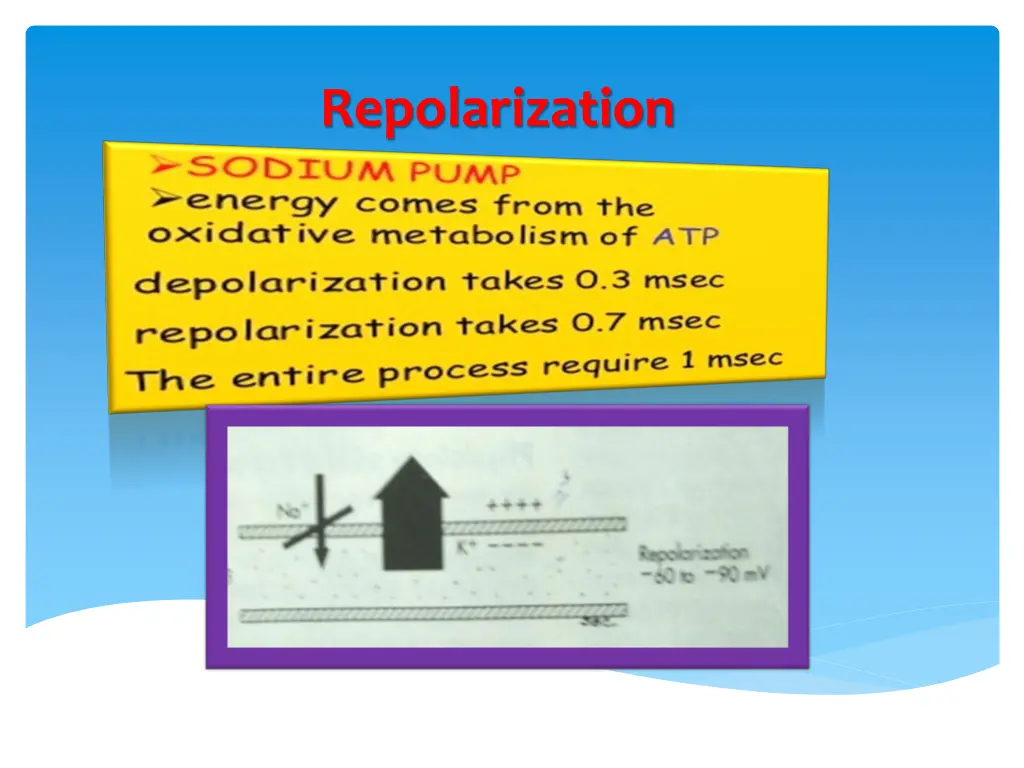 repolarization