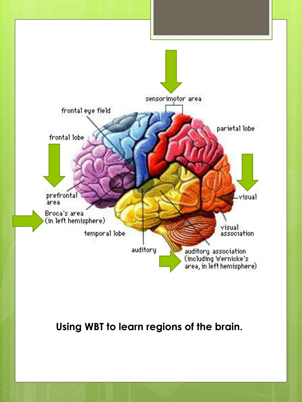 using wbt to learn regions of the brain