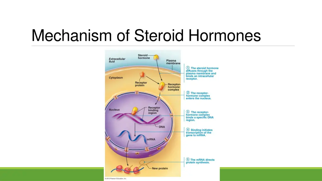 mechanism of steroid hormones