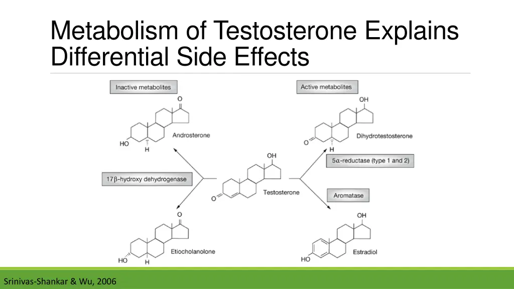 metabolism of testosterone explains differential
