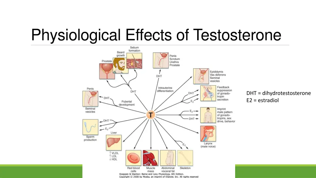 physiological effects of testosterone