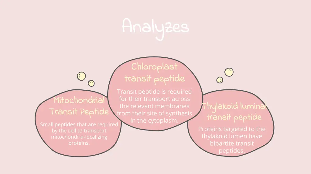 analyzes analyzes