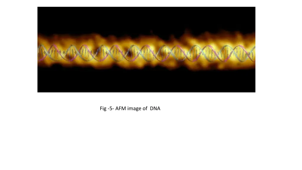 fig 5 afm image of dna