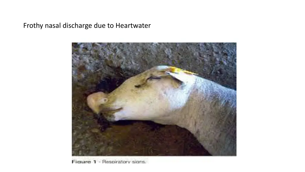 frothy nasal discharge due to heartwater