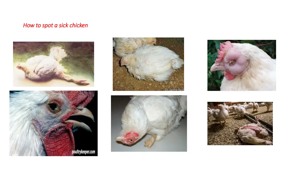 how to spot a sick chicken how to spot a sick