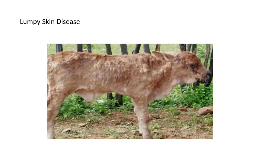 lumpy skin disease