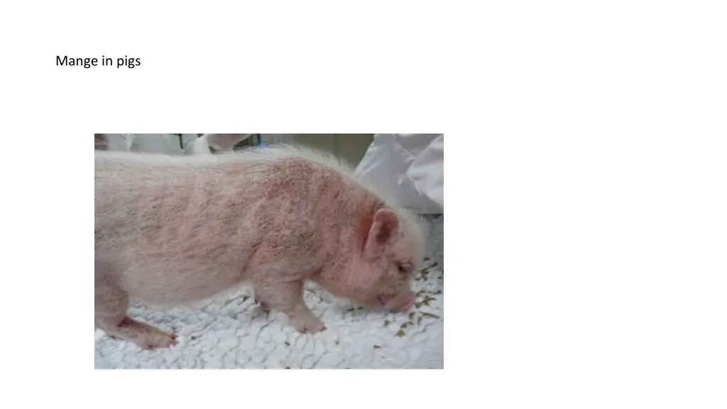 mange in pigs