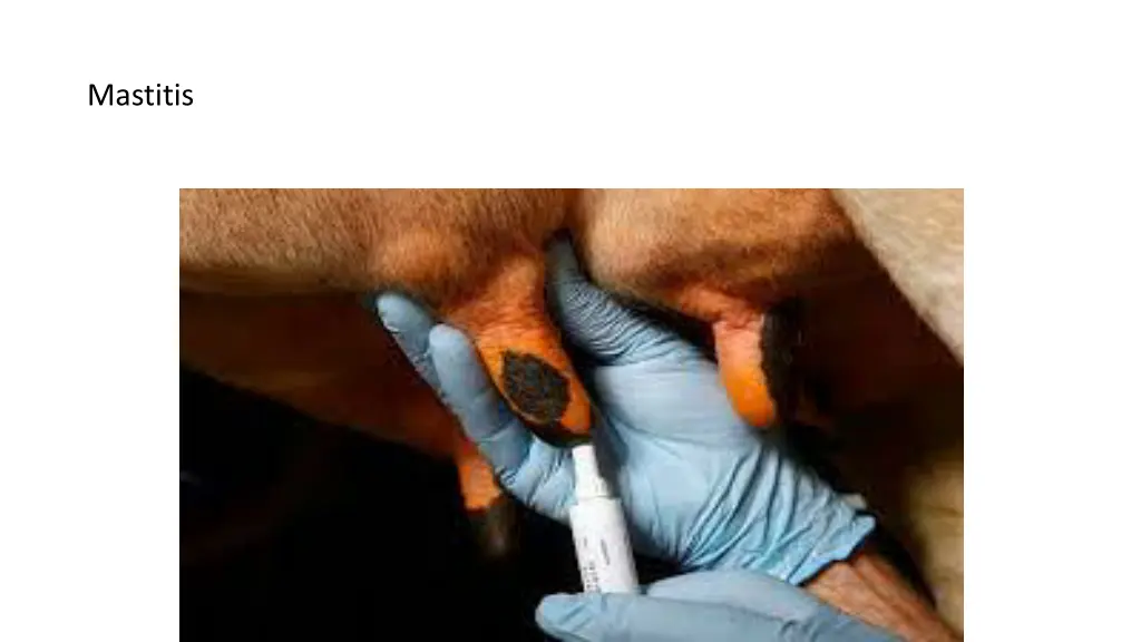 mastitis