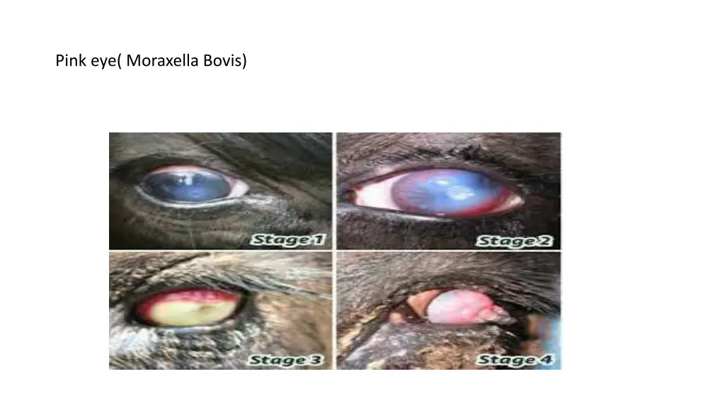 pink eye moraxella bovis