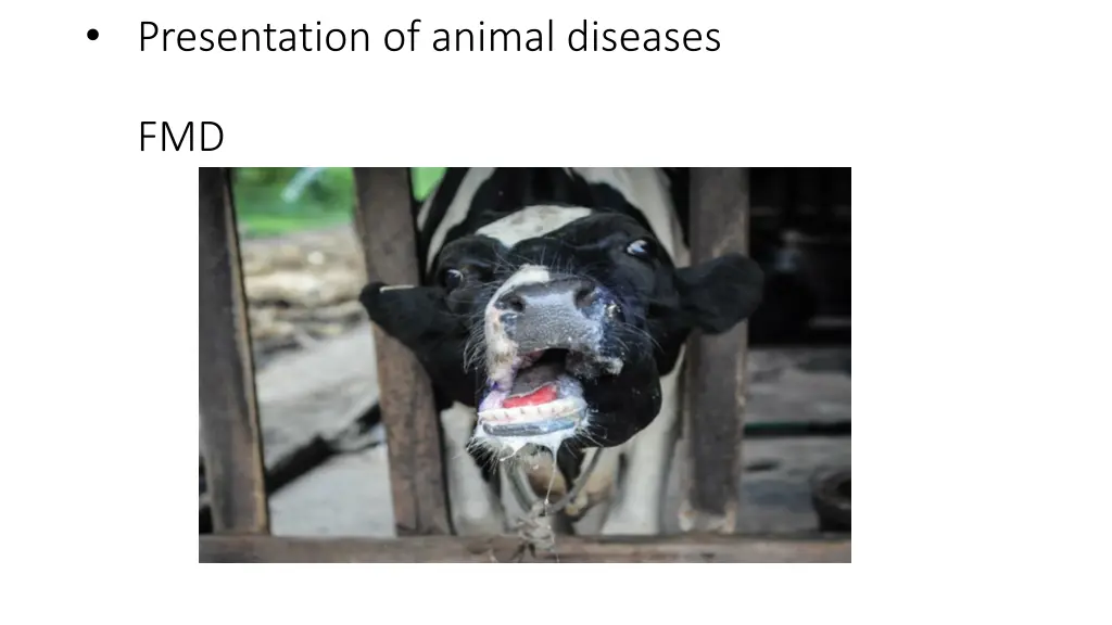 presentation of animal diseases