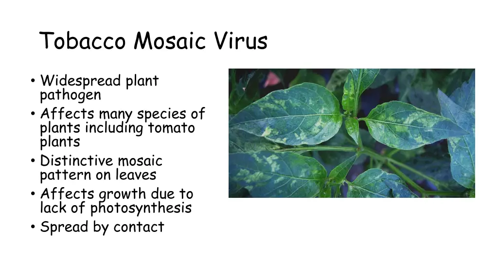tobacco mosaic virus