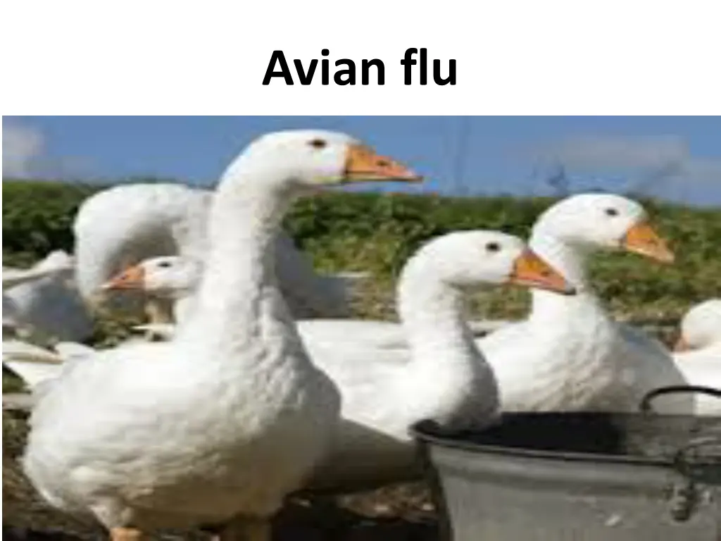 avian flu