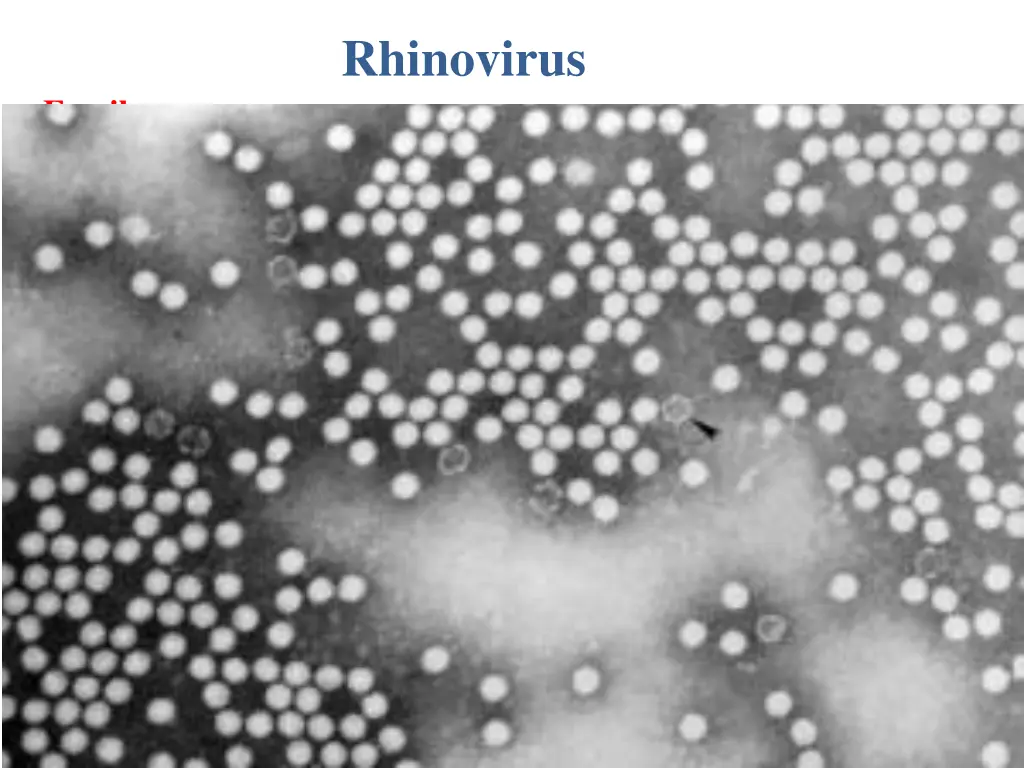 rhinovirus