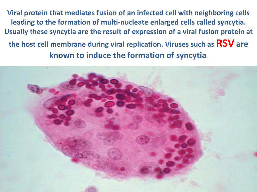 viral protein that mediates fusion of an infected 1
