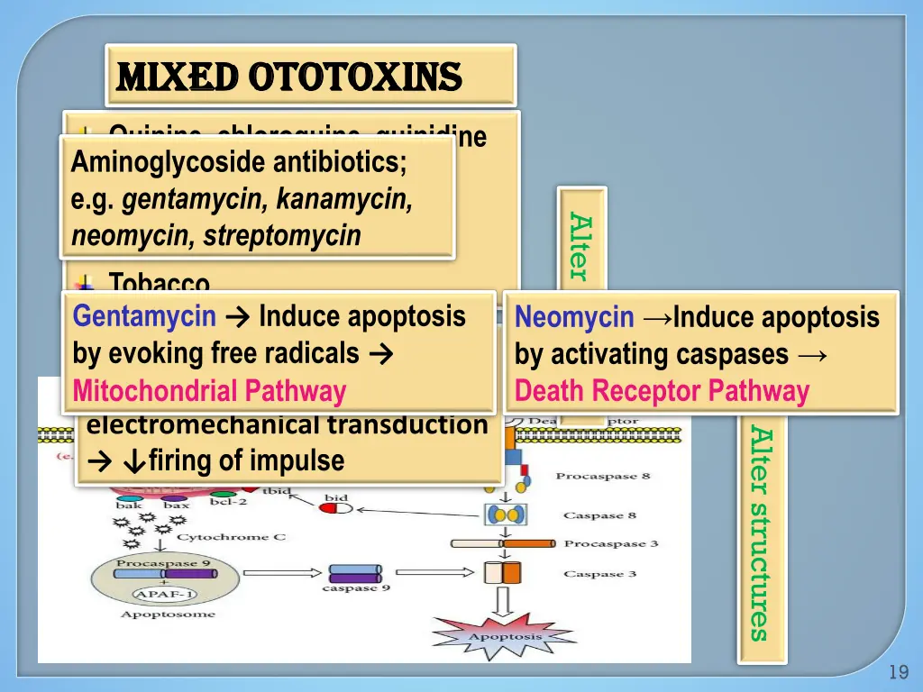 mixed mixed ototoxins ototoxins