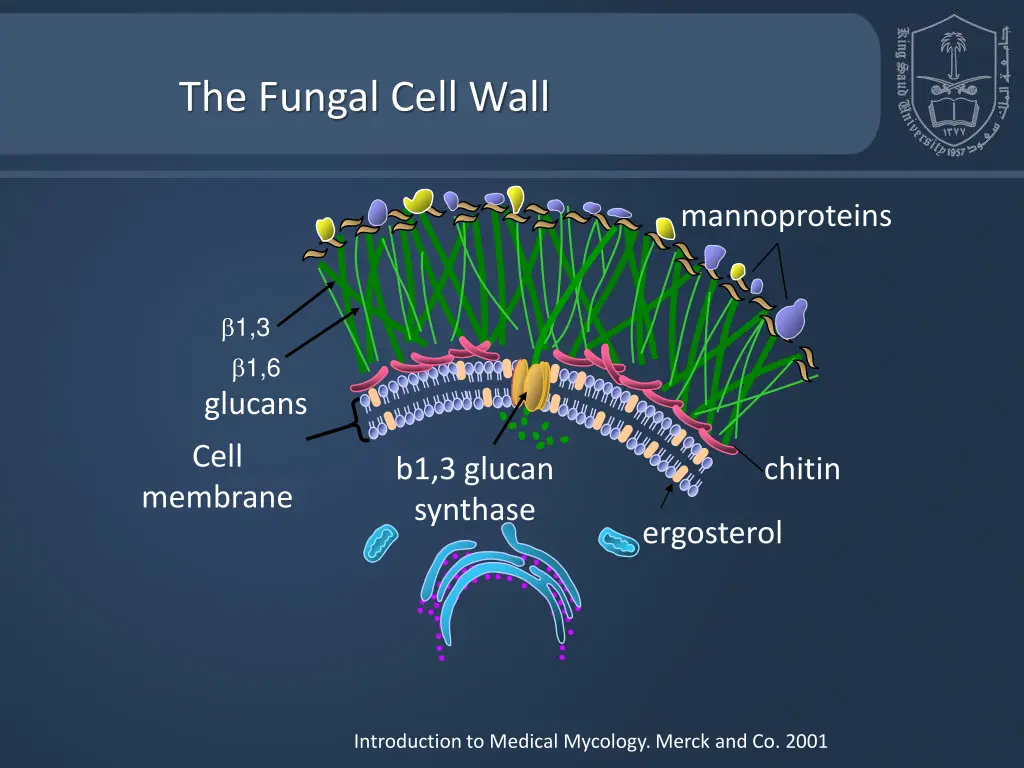 the fungal cell wall