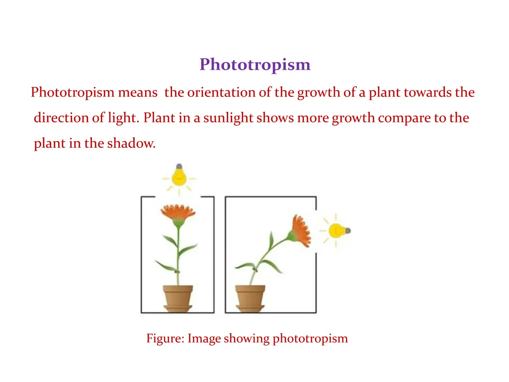 phototropism