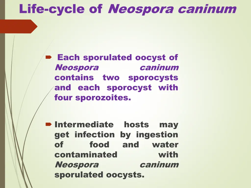 life cycle of neospora caninum 1
