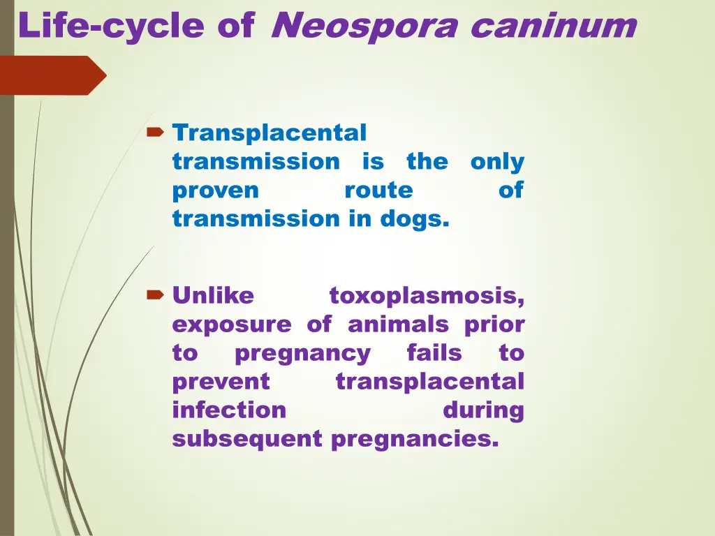 life cycle of neospora caninum 3