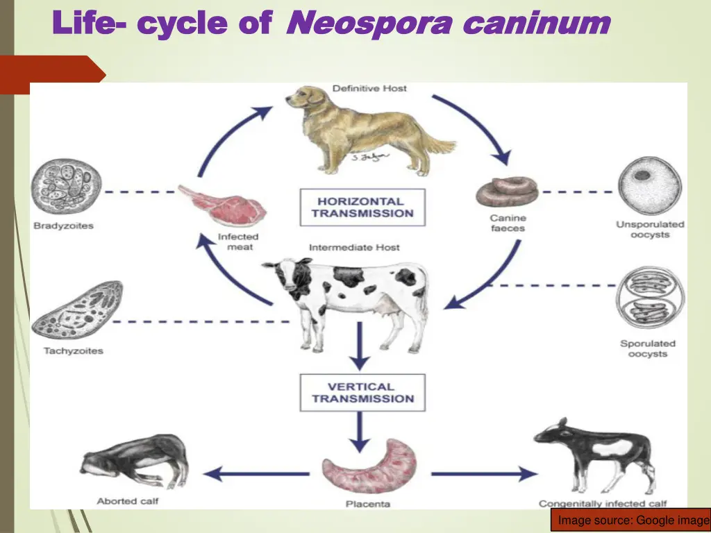 life life cycle of cycle of neospora