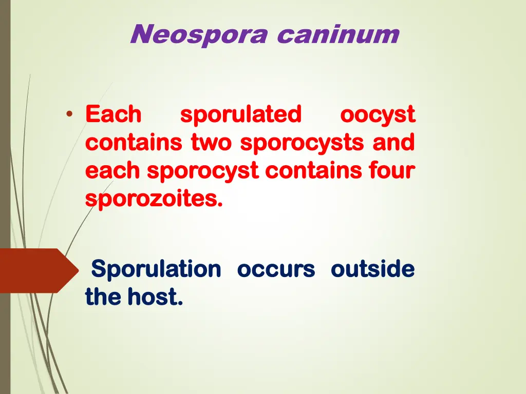 neospora caninum 2
