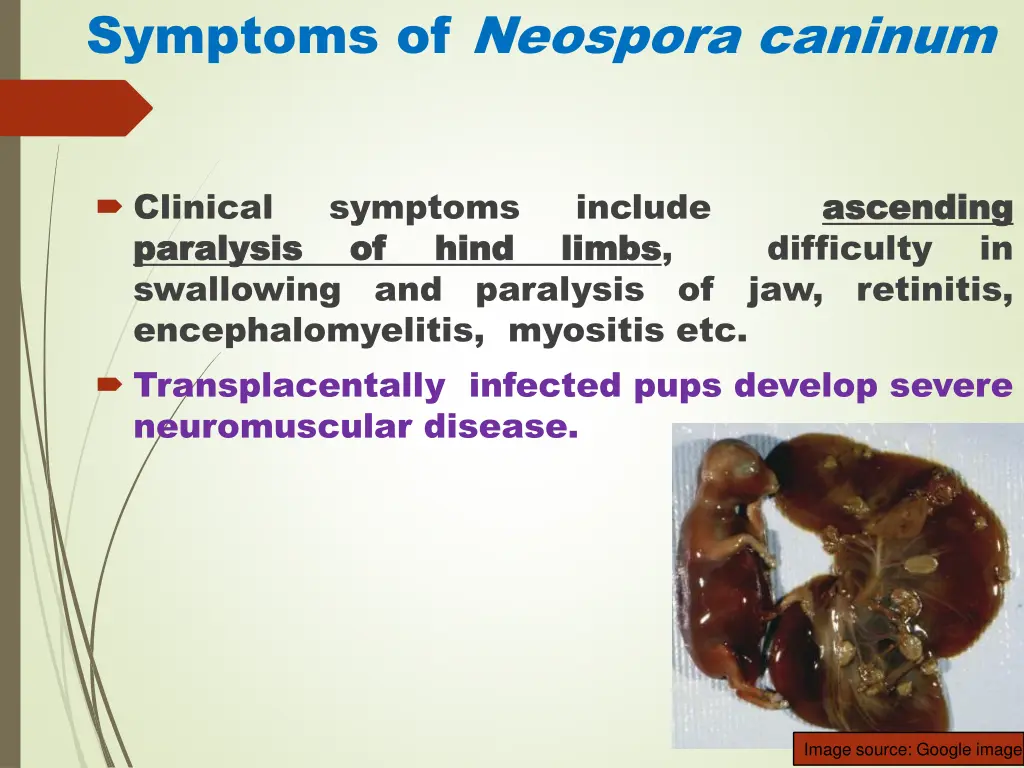 symptoms of neospora caninum