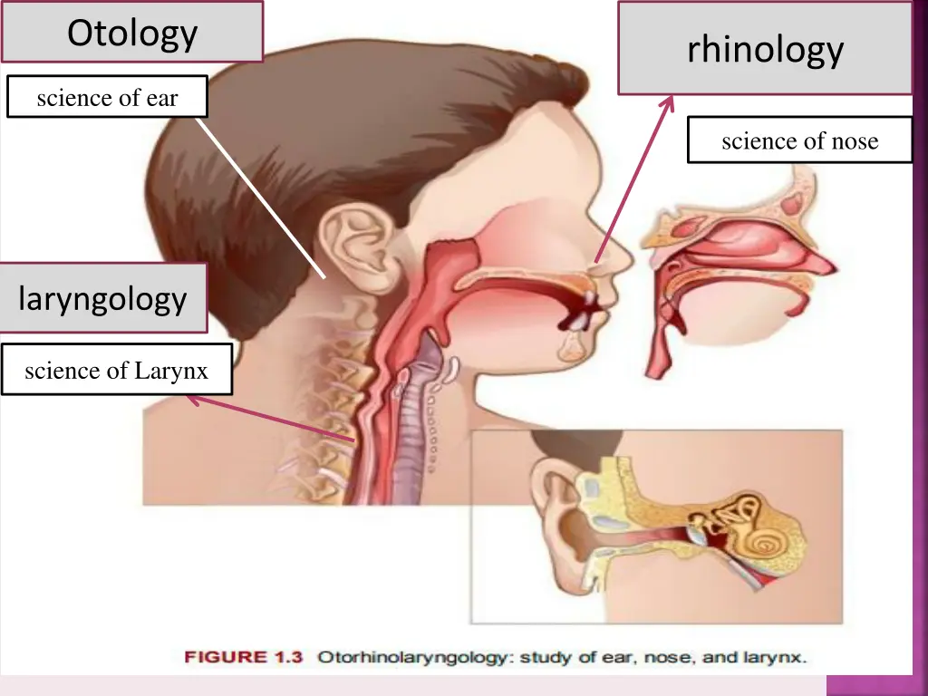 otology