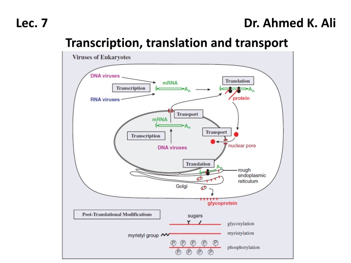 lec 7 dr ahmed k ali transcription translation