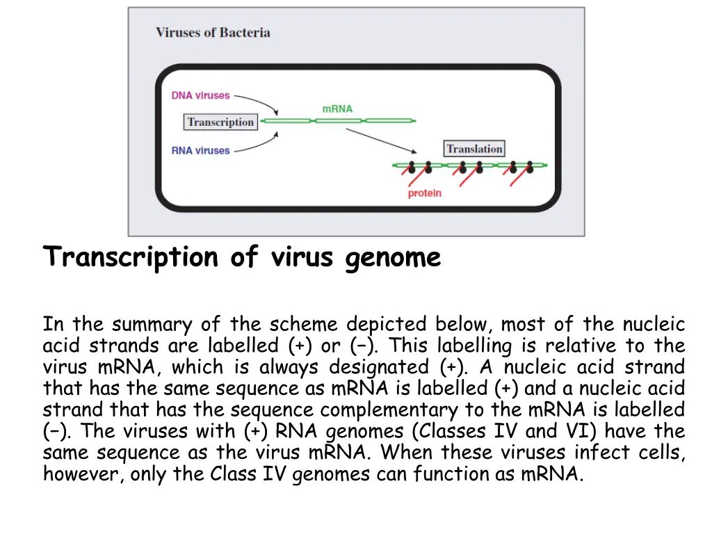transcription of virus genome
