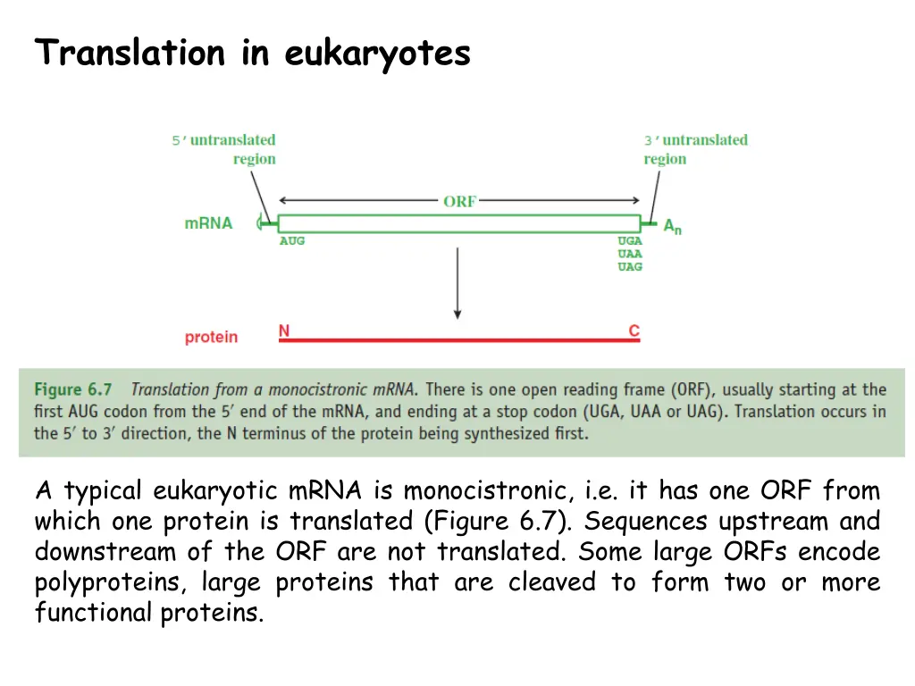translation in eukaryotes