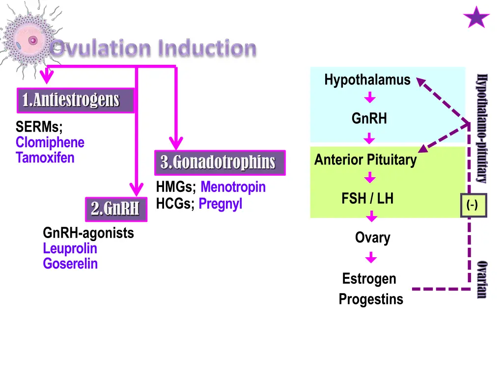hypothalamus gnrh anterior pituitary 2