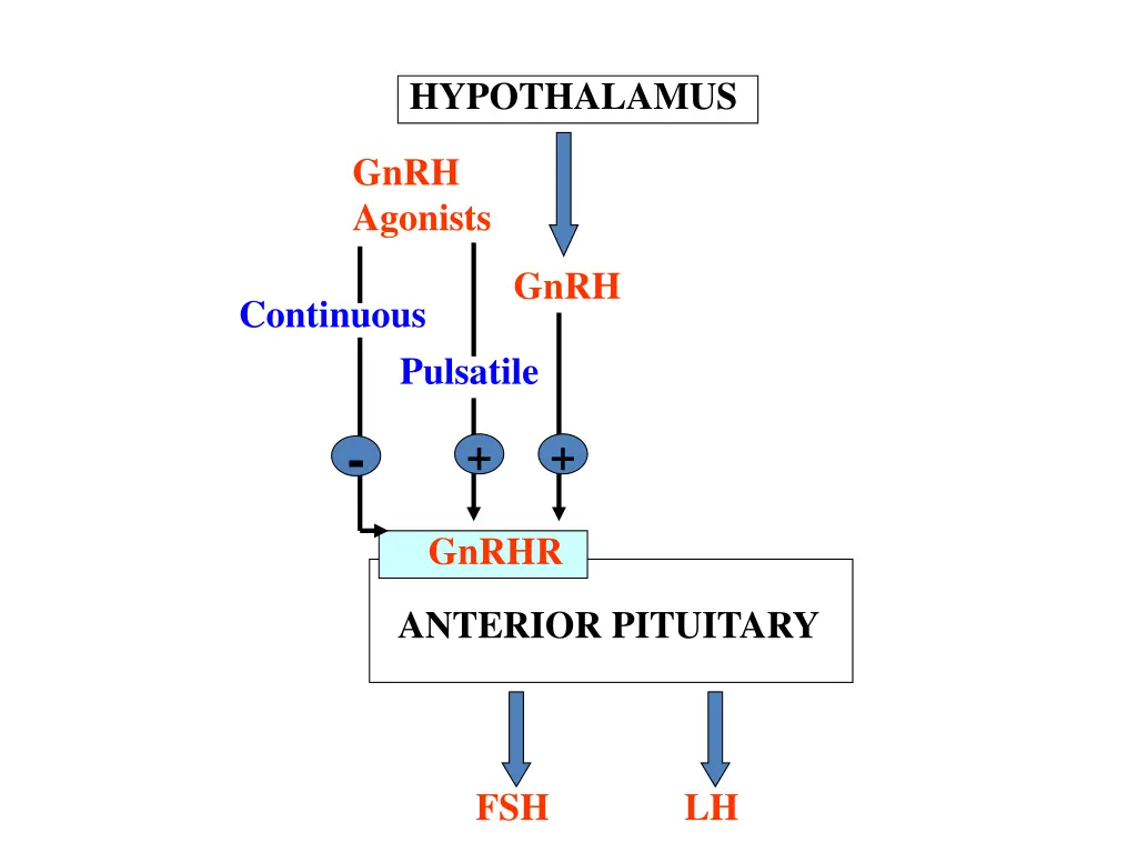 hypothalamus