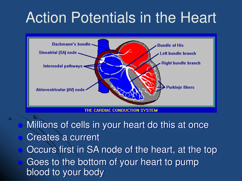 action potentials in the heart