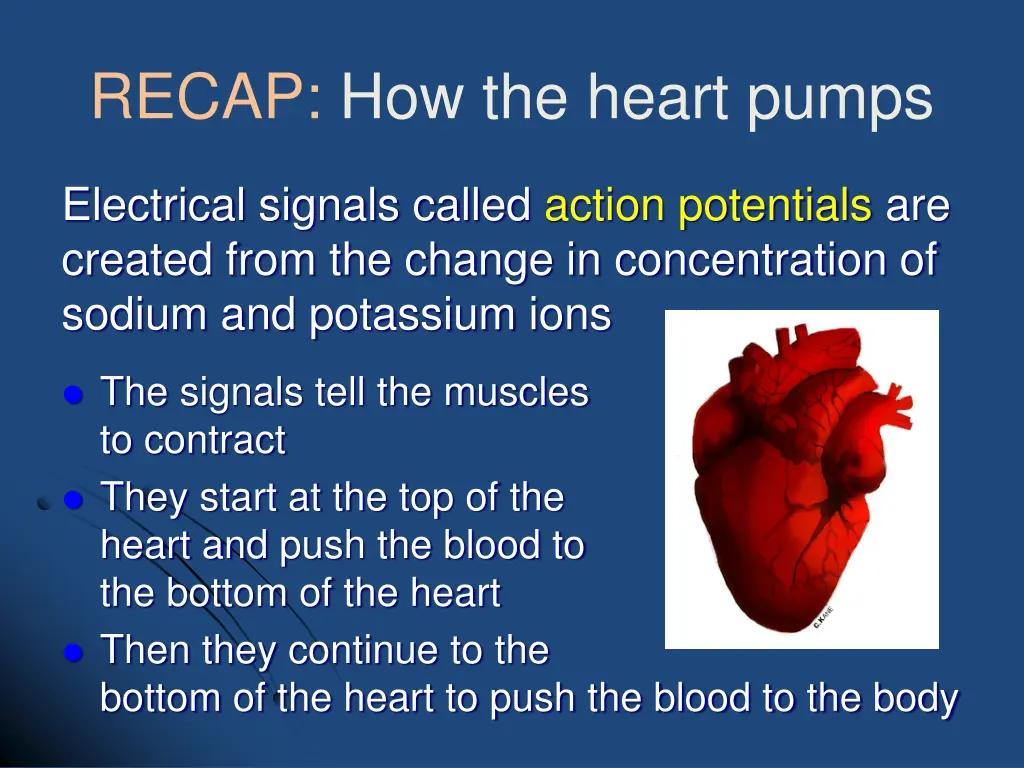 recap how the heart pumps