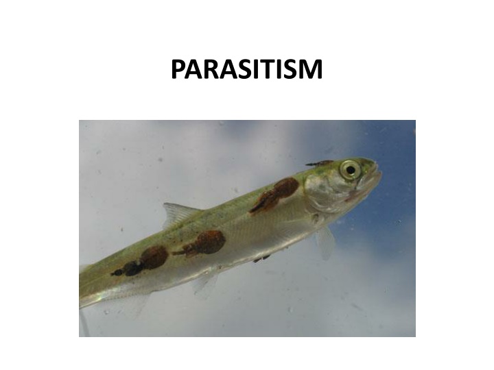 parasitism