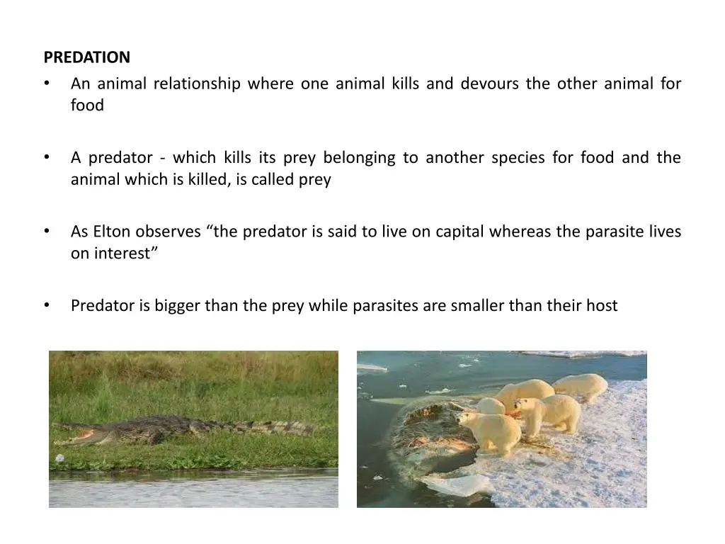 predation an animal relationship where one animal