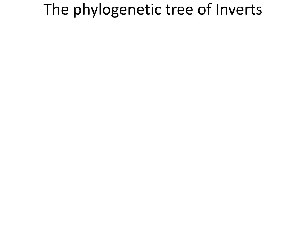 the phylogenetic tree of inverts