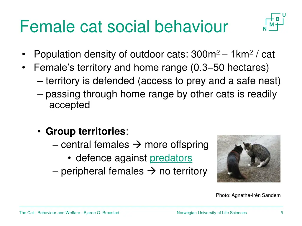 female cat social behaviour 1