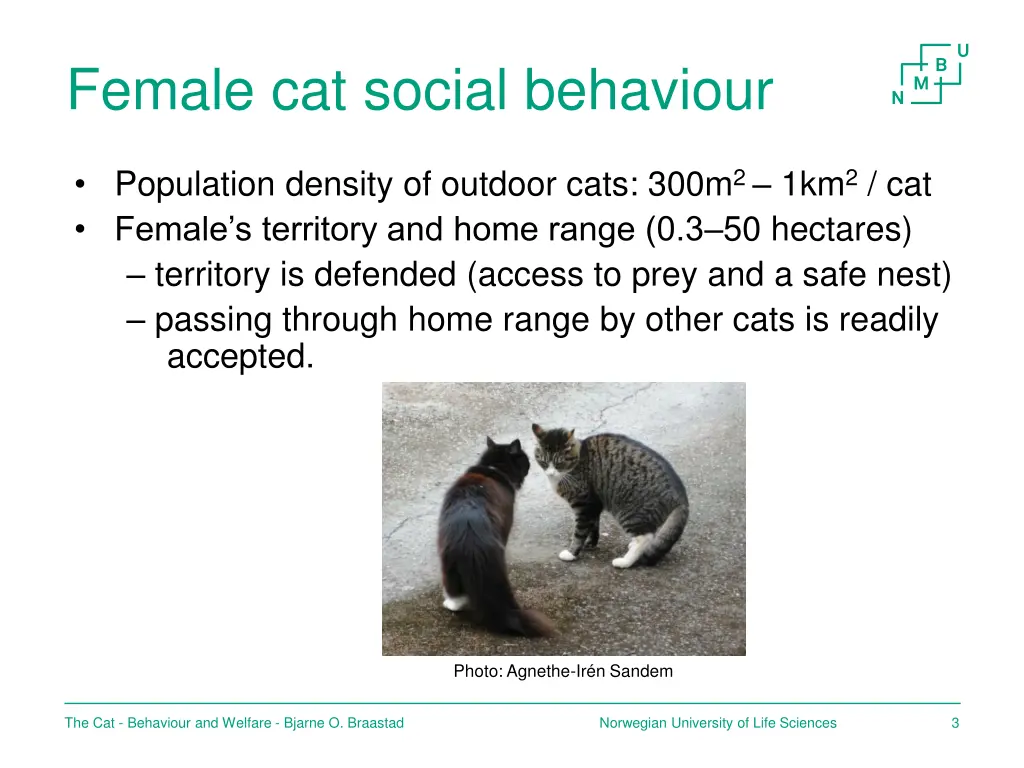 female cat social behaviour