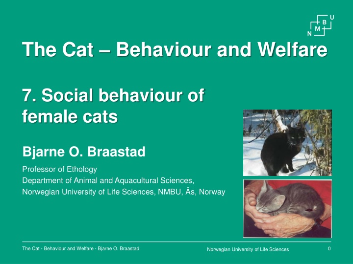 the cat behaviour and welfare
