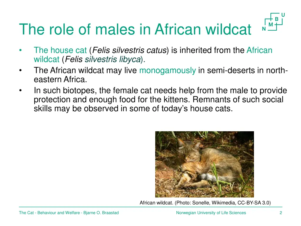the role of males in african wildcat