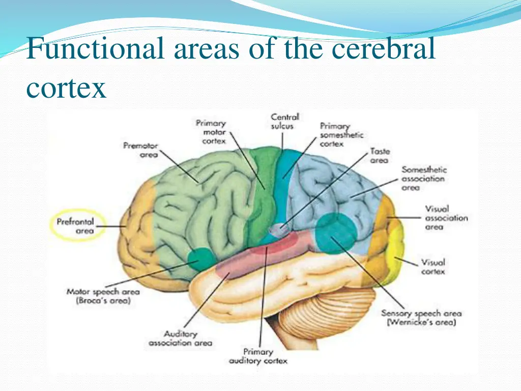 functional areas of the cerebral cortex