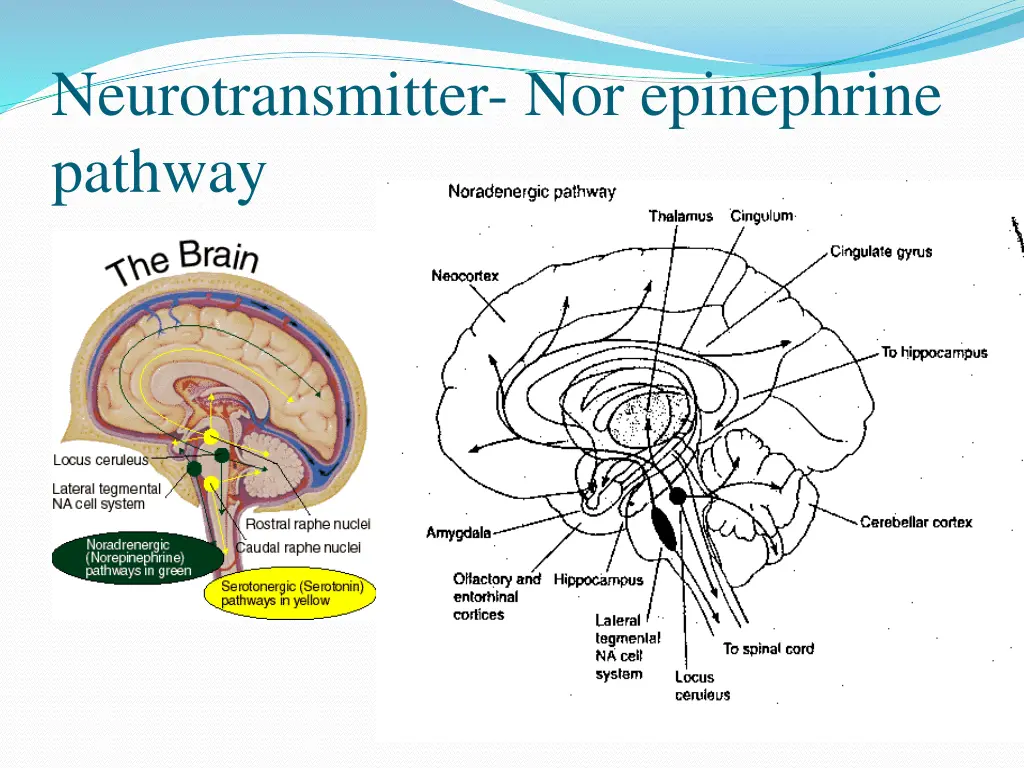 neurotransmitter nor epinephrine pathway