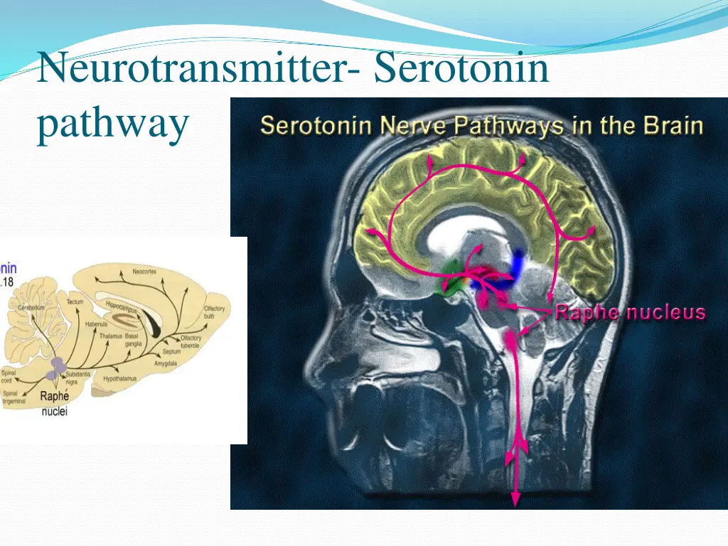neurotransmitter serotonin pathway