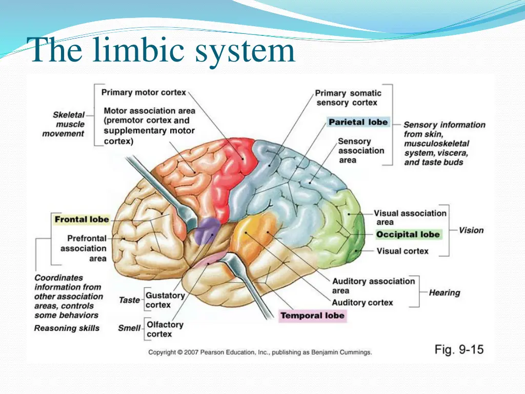 the limbic system